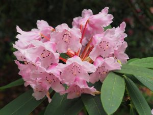 Rhododendron ‘Titness Park’