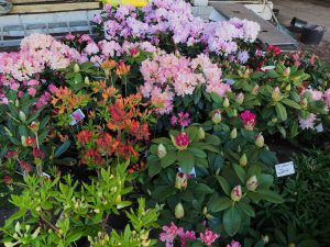 rhododendrons for the stand