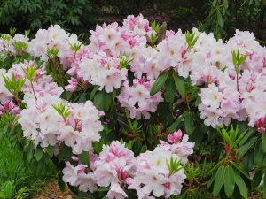 Rhododendron ‘Van Nes Sensation’