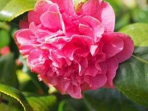 Camellia ‘Carolyn Tuttle’