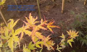 Acer palmatum 'Metamorphosa'
