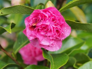 Camellia x willimasii ‘Debbie’