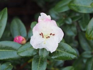 Rhododenron moupinense