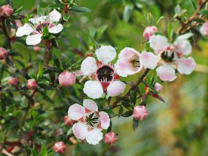 Leptospermum scoparium ‘County Park Blush’
