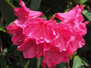 Rhododendron ‘Treberrick’?