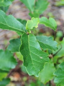 Quercus georgii