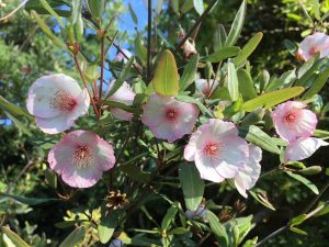 Eucryphia lucida ‘Pink Clouds’