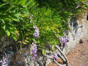 wisteria growing on the house