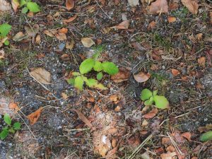 self-sown seedlings under the elderly Cornus kousas