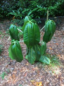 big leafed rhodos
