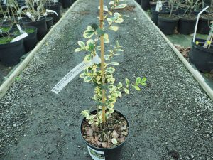 Azara integrifolia ‘Variegata’