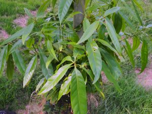 Lithocarpus brevicaudatus