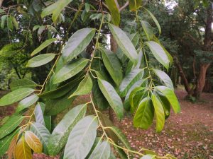Lithocarpus cleistocarpus