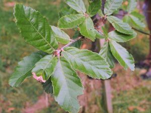 Quercus dolicholepis