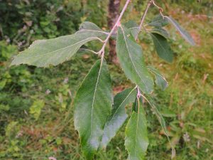 Quercus leucotricarpa