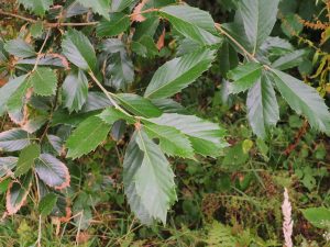 Quercus lineata