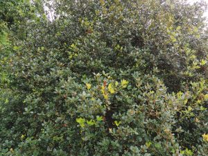 Quercus pannosa