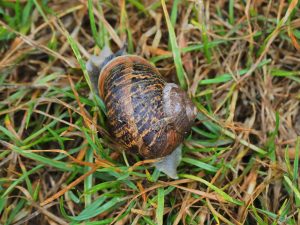large snail
