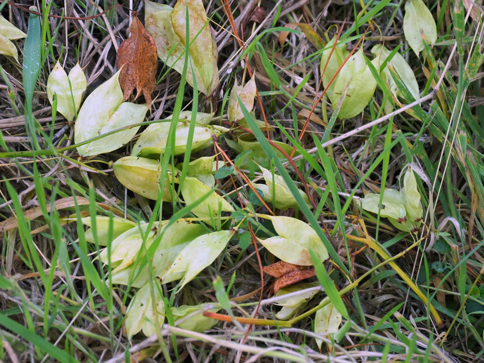 seeds to drop prematurely to the ground