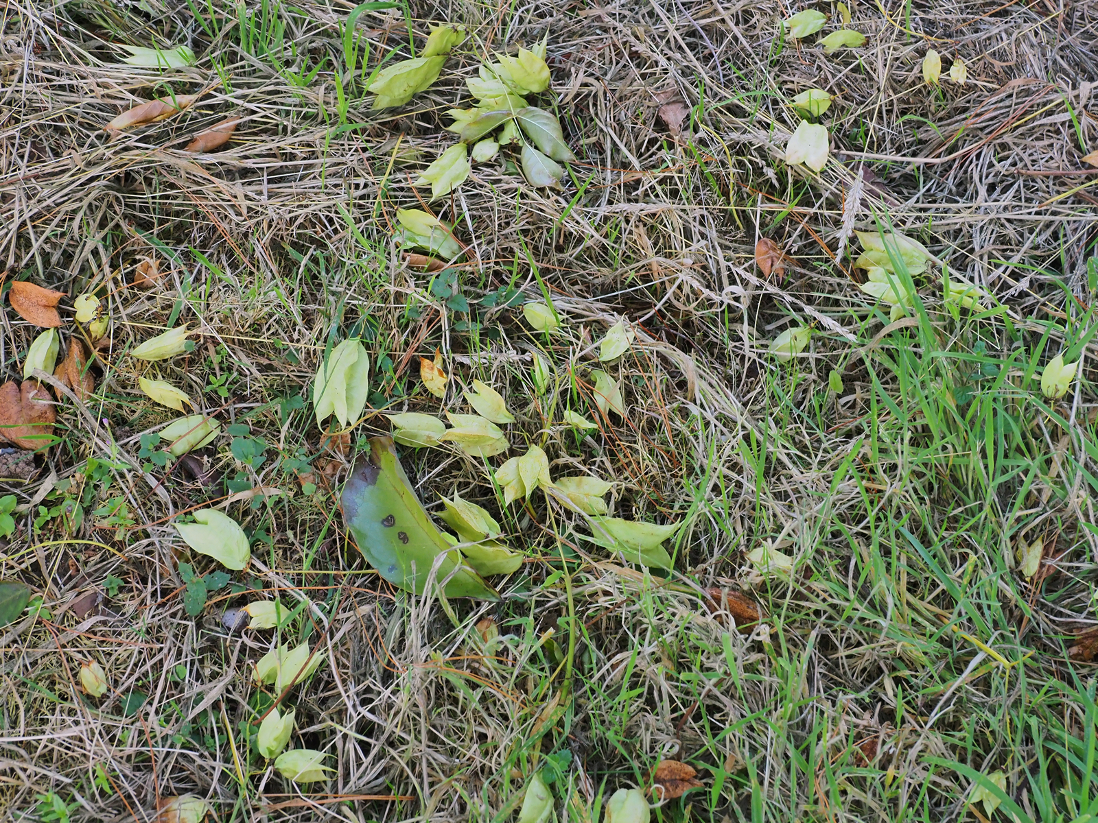 seeds to drop prematurely to the ground