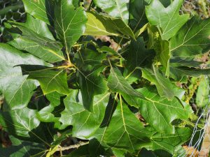 Quercus x bushii ‘Seattle Trident’