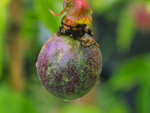 Passiflora edulis fruits