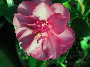 Camellia ‘Dazzler’
