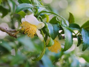 Camellia sinensis (the tea tree)
