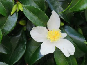 white Camellia sasanqua