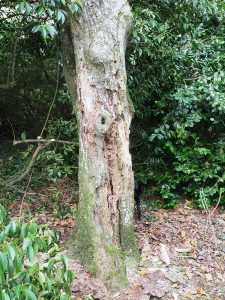 elderly rare oak