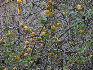 old quince