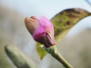 Magnolia ‘Apollo’