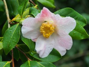 Camellia x williamsii ‘JC Williams’