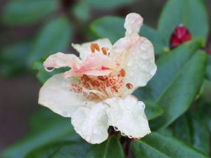 Rhododendron Golden Oriole Group - ‘Busaco’