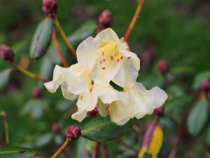 Rhododendron Golden Oriole Group - ‘Talavera’
