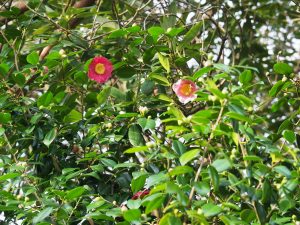 Camellia ‘Adelina Patti’
