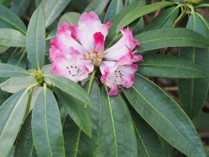 Rhododendron irrorata anthosphaerum