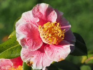 Camellia japonica ‘Oo La La’