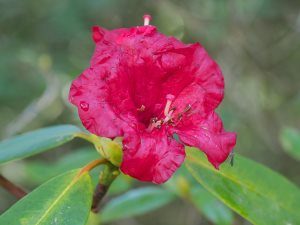 Rhododendron ‘Red Admiral’