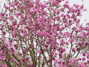 Magnolia ‘FJW’ seedling