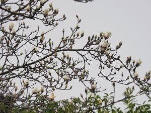 Magnolia sprengeri ‘Elongata’