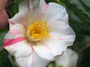 Camellia ‘Admiral Spry’