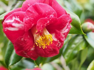 Camellia ‘Doncklaeri’