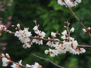 Prunus conradinae (hirtipes)