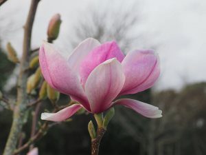 Magnolia ‘Laura Sayler’