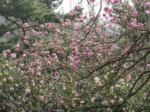 magnolias along Bond Street