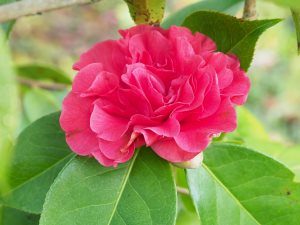 Camellia reticulata ‘Miss Tabulare’
