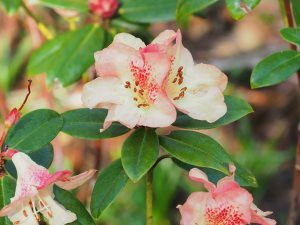 Rhododendron Golden Oriole Group – ‘Talavera’