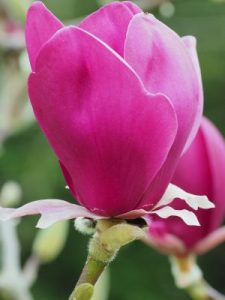 Magnolia ‘Black Tulip’ x ‘Purple Dream’