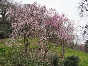 magnolia display in Old Park